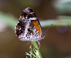 Anthanassa texana seminole