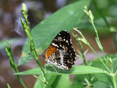Anthanassa texana seminole