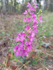 Dicerandra linearifolia