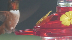 Selasphorus rufus