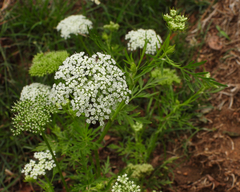 Cnidium monnieri
