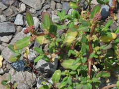 Oxybasis glauca glauca