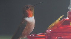 Selasphorus rufus
