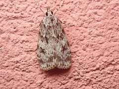 Scoparia basistrigalis