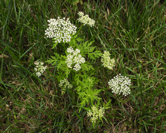 Cnidium monnieri