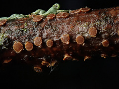 Pezicula ocellata