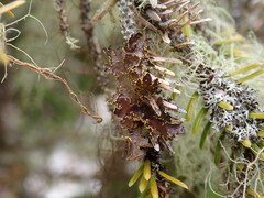 Pseudocyphellaria citrina