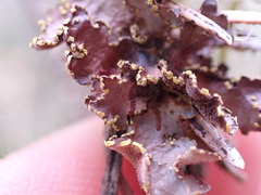 Pseudocyphellaria citrina