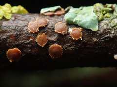 Pezicula ocellata