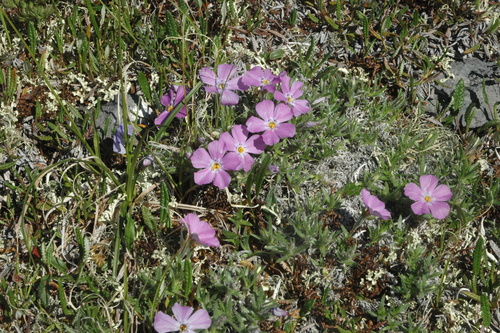 Image of Phlox richardsonii by (c) Syd Cannings, some rights reserved (CC BY)