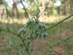 Pimpinella villosa