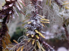 Hypogymnia lophyrea