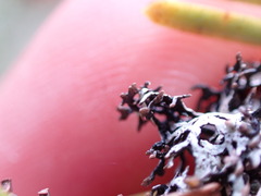 Hypogymnia lophyrea