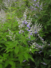 Vitex negundo heterophylla