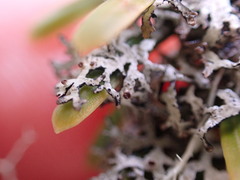 Hypogymnia lophyrea