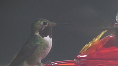 Selasphorus platycercus