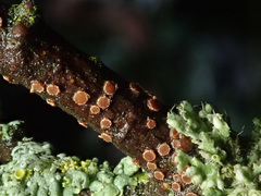 Pezicula ocellata