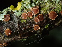 Pezicula ocellata