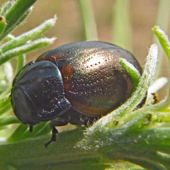 Chrysolina marginata