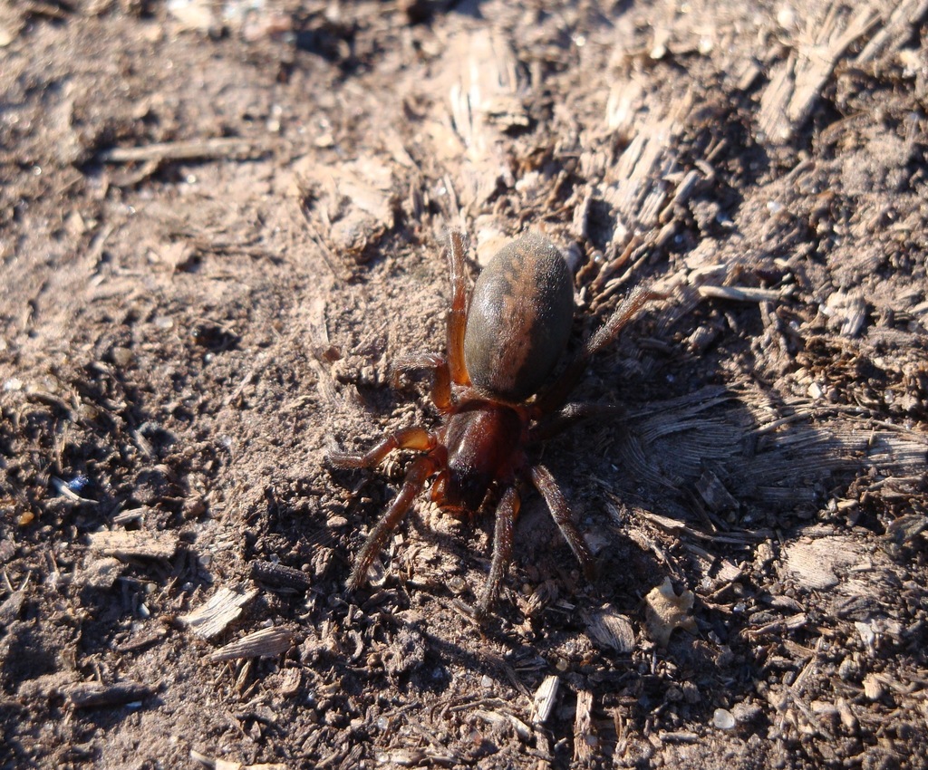 Teminius insularis