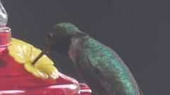Selasphorus platycercus
