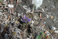 Pulsatilla multiceps