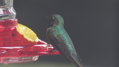 Selasphorus platycercus