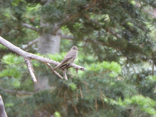 iNaturalist observation photo of Western Wood-Pewee