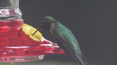 Selasphorus platycercus