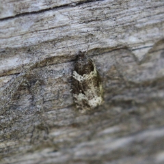 Olethreutes glaciana