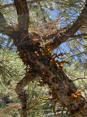 Arceuthobium vaginatum cryptopodum