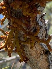 Arceuthobium vaginatum cryptopodum