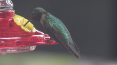 Selasphorus platycercus