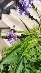 Coelioxys modestus