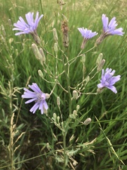 Lactuca pulchella