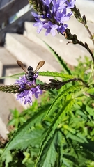 Coelioxys modestus