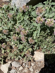 Phacelia hydrophylloides