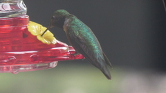 Selasphorus platycercus