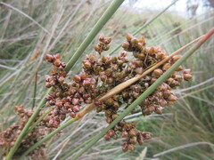 Juncus