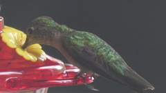 Selasphorus platycercus