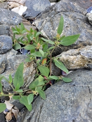 Atriplex gmelinii