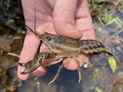 Procambarus ouachitae