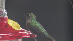 Selasphorus platycercus