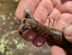 Procambarus ouachitae