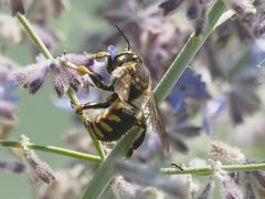 Anthidium florentinum