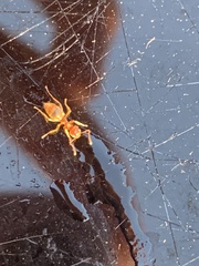 Brachymyrmex depilis