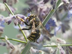 Anthidium florentinum