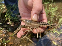 Procambarus ouachitae