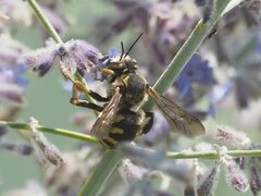 Anthidium florentinum