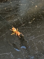 Brachymyrmex depilis